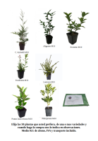 oferta de 50 plantas de seto (16)